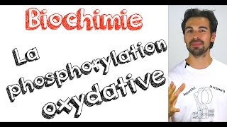 Cours de biochimie la phosphorylation oxydative [upl. by Kwarteng]