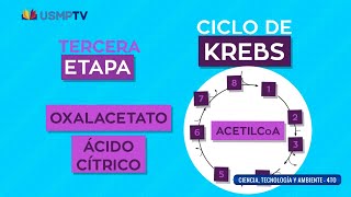 Metabolismo celular  curso completo didáctico  USMPTV [upl. by Nilram657]