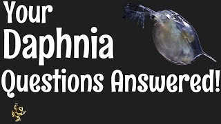 Daphnia Questions Answered [upl. by Leahciam]