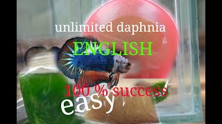 daphnia moina culture Easy way Unlimited production English  with sub Green water Chlorella [upl. by Gnuhc]