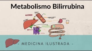 Metabolismo Bilirubina [upl. by Haskins]