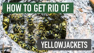 How to Get Rid of Yellowjackets 4 Easy Steps [upl. by Mirabelle]