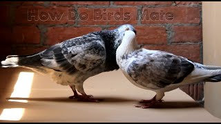 How Do Birds Mate  Pigeon Kissing And Mating Scene [upl. by Arny243]