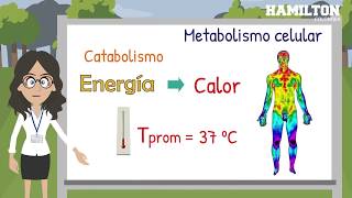 Metabolismo celular [upl. by Neelhtac331]