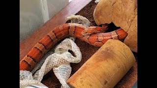 Corn Snake Shedding Skin [upl. by Ellyn]