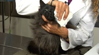 How to Clear Nasal Congestion in Kittens  Cat Health Care amp Behavior [upl. by Descombes227]