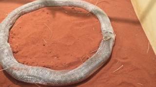 Snake shedding skin rare [upl. by Rubia]