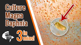 How to culture DAPHNIA MAGNA  The easy way [upl. by Eceirahs431]