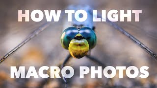 Macro Photography Lighting Tutorial [upl. by Ttevy]