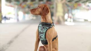 The NoPull Harness by Canada Pooch [upl. by Leonard]