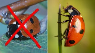 8 Beginner Mistakes in Macro Photography [upl. by Kinny]