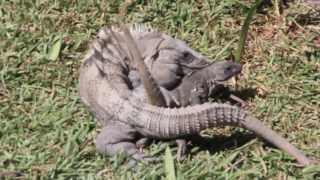 Black Iguanas Breeding Iguana Apareandose  Ctenosaura Similis [upl. by Madge]