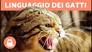 LINGUAGGIO dei GATTI  segnali e posture [upl. by Amimej]