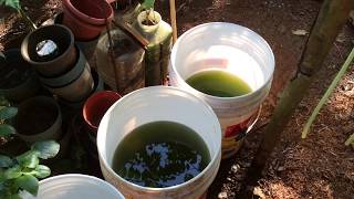 How to grow Green Water Algae [upl. by Eenyaj]