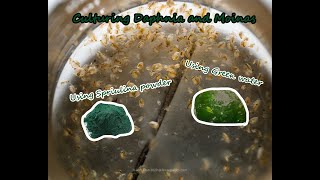 How To Culture Daphnia and Moinas using Green Water Spirulina powder [upl. by Hammad705]