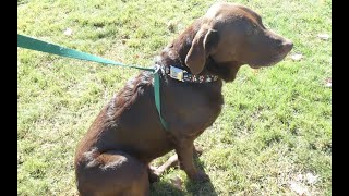 How To Make A Dog Harness Simple DIY Guide [upl. by Berliner767]