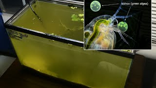 Raising Daphnia for the Freshwater Aquarium [upl. by Eikcaj]