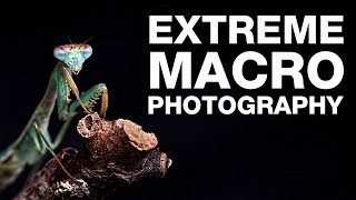 How to Shoot  Extreme Macro Photography [upl. by Latea]