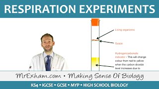 Respiration Experiments  GCSE Biology 91 [upl. by Attennaj]