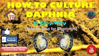 HOW TO CULTURE DAPHNIA In Easy Way [upl. by Justino]