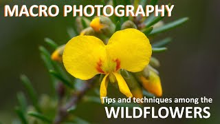 MACRO PHOTOGRAPHY Tips and techniques among the wildflowers [upl. by Catarina796]