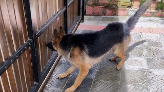 German Shepherd Dog Barking  9 months old Alveen [upl. by Anedal]