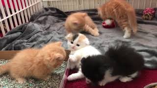 Scottish Fold Munchkin Kittens [upl. by Hambley]