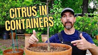 TIPS FOR PLANTING CITRUS TREES IN CONTAINERS [upl. by Costello593]